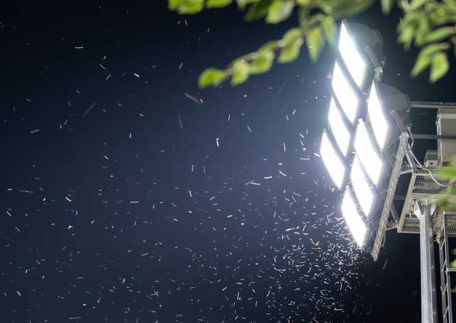 Bugs flying around LED lights