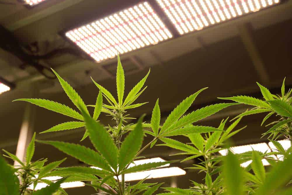 Growing medical cannabis sativa indoors