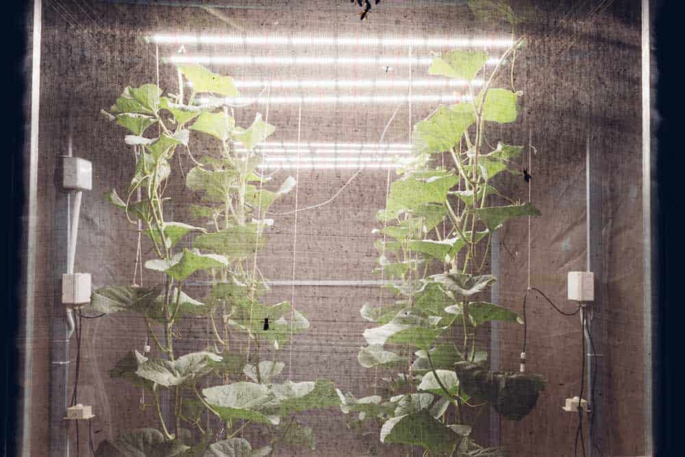 LED grow lights with plants under them