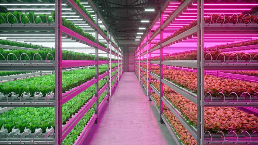 An indoor hydroponic farm