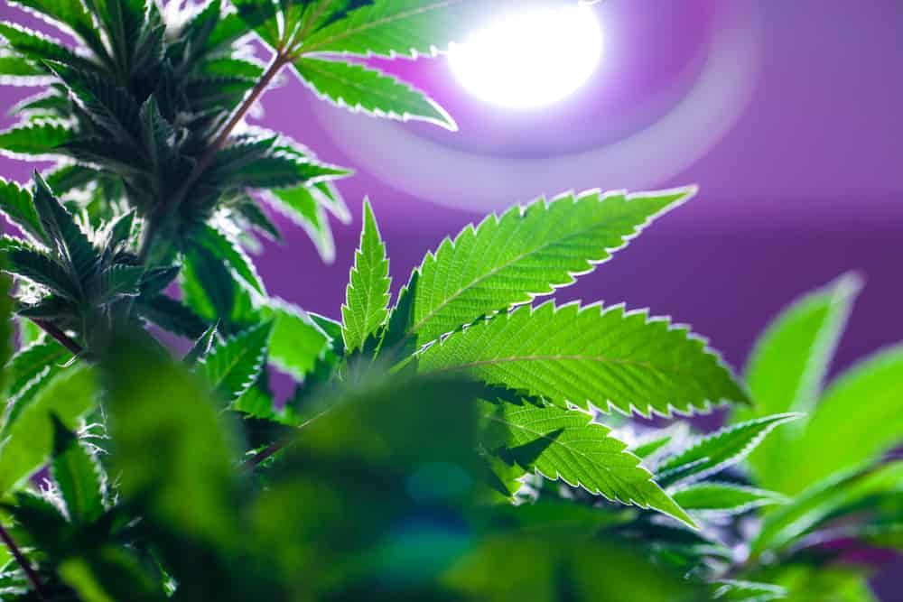 Growing cannabis under LED grow lights
