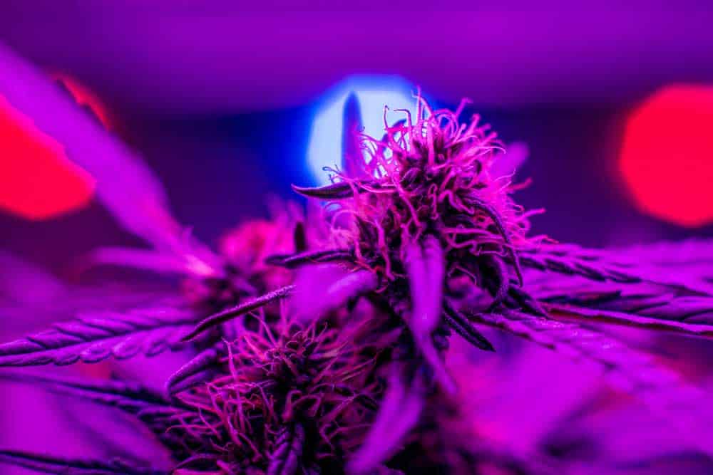 A marijuana plant under LED light