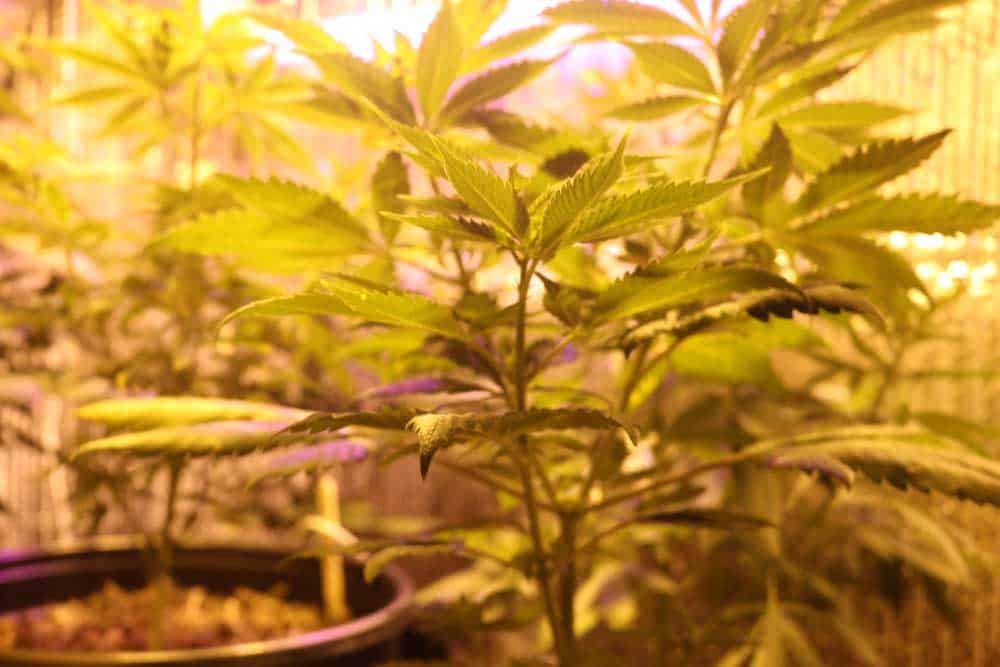 Marijuana growing under HPS grow light