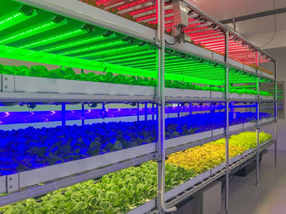 An hydroponic LED light garden