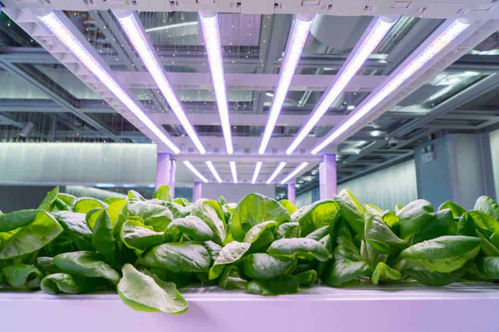 LED lights illuminating an indoor garden