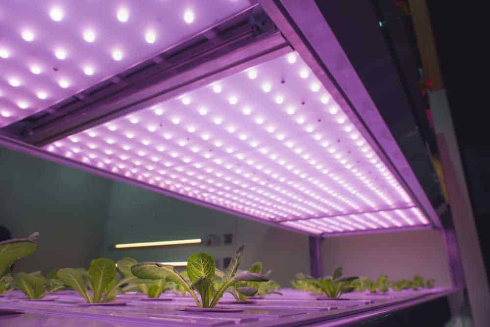 Grow lights positioned overhead