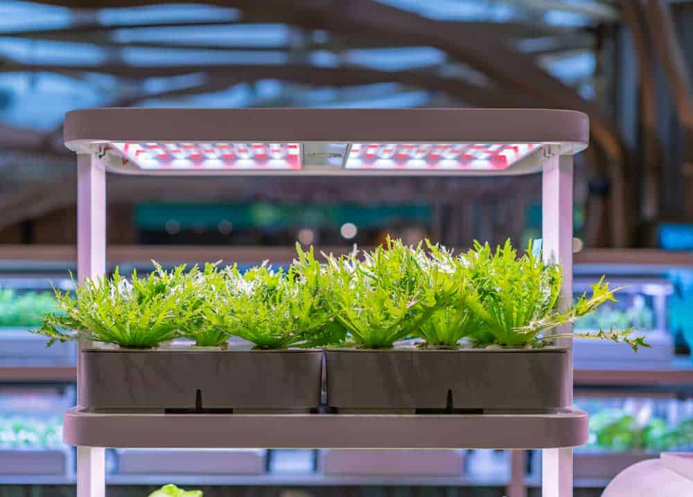 Vegetable growing under LED grow light