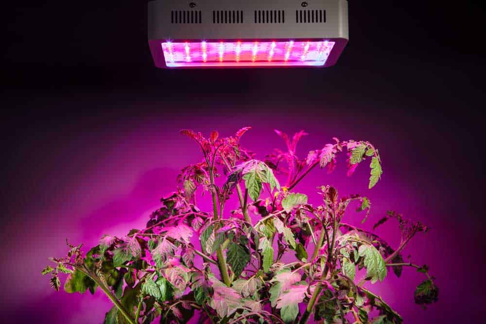 Ripe tomato plant under LED grow
