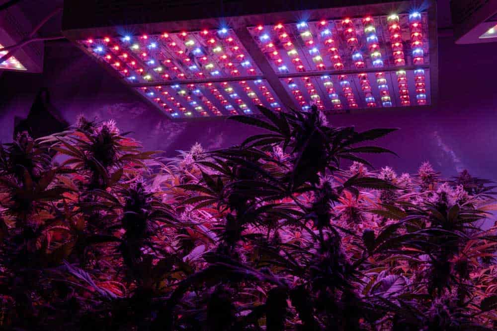 Plants growing under colorful LEDs