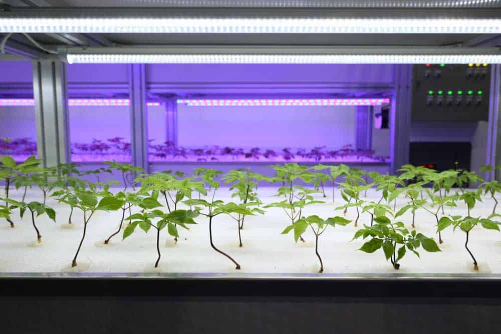 Are LED Strip Lights Safe: Growing ginseng using LED light