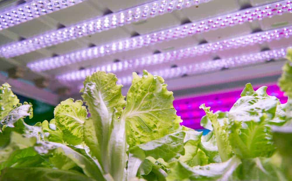 vegetable growing under LED light