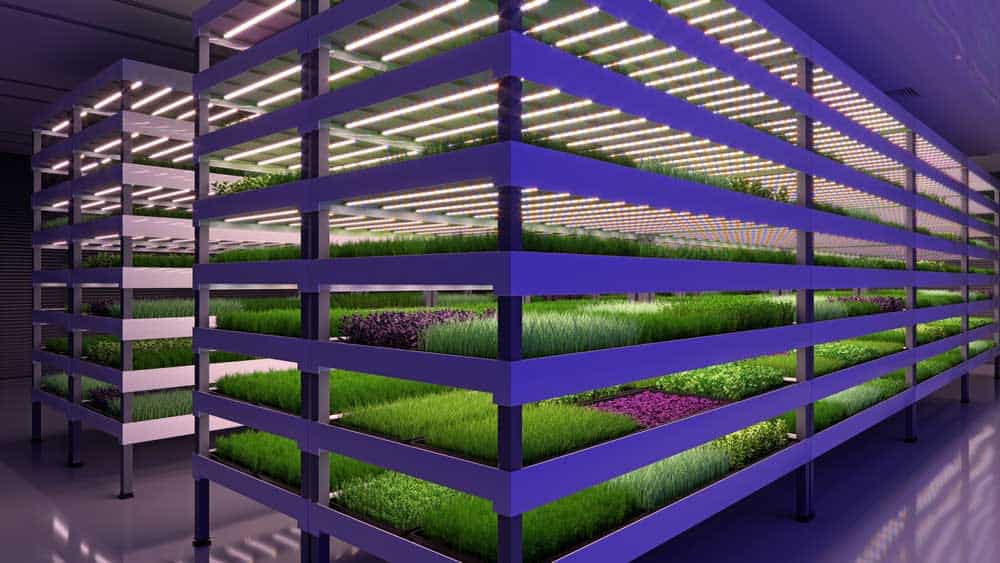 An indoor vertical farm