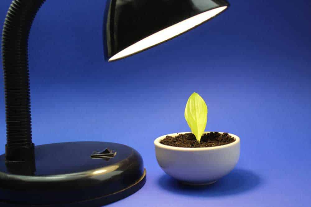 Green sprout stands under a lamp