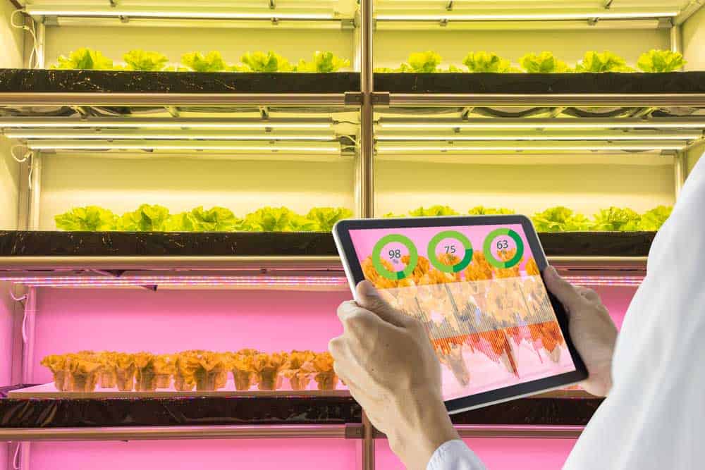 A person using technology to monitor and control grow lights