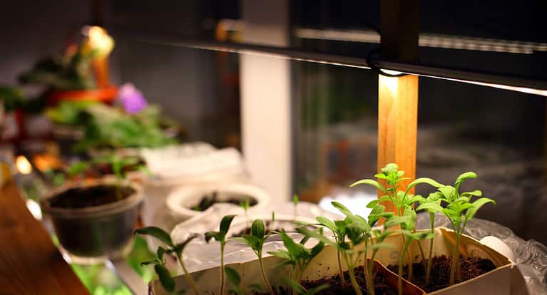 Growing tomatoes under artificial light