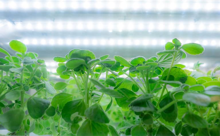Vegetables growing under LED grow lights in an indoor farm