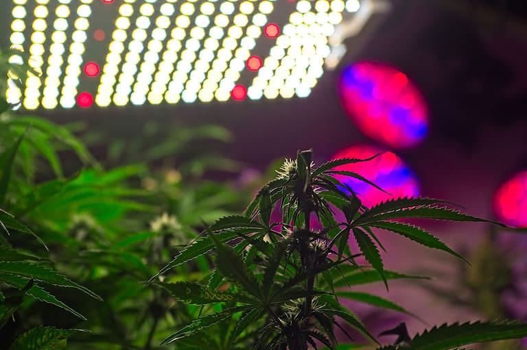 Modular wholesale LED grow lights in a marijuana farm