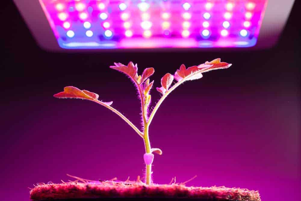 Young tomato plant with LED light closer to it
