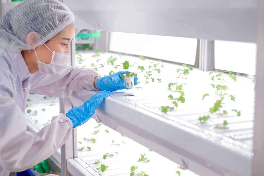 A biotechnologist sampling in an LED-powered hydroponics farm