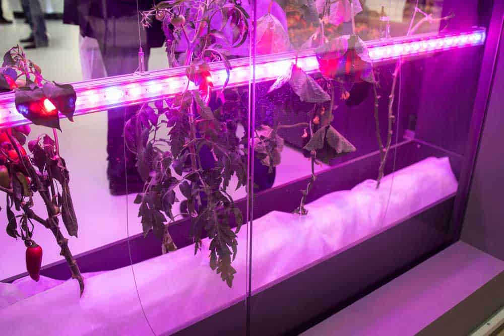 RGB LED lighting for an indoor farm