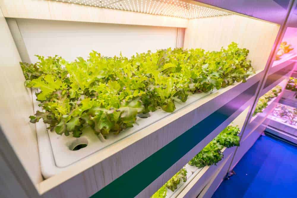 Vegetable growing under LED light