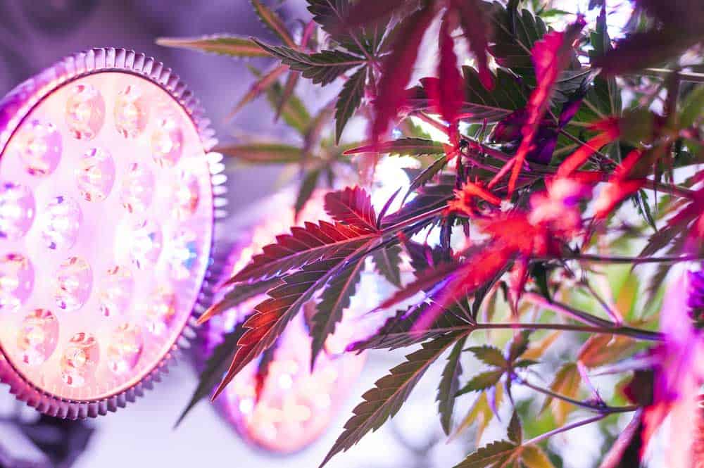 Female cannabis plant growing under LED light