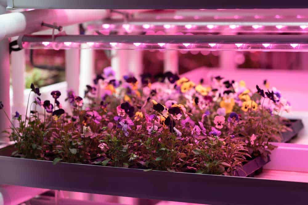 Seedlings growing under LED grow lights