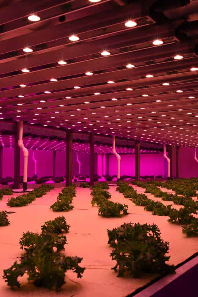 A city farm using LED grow lights