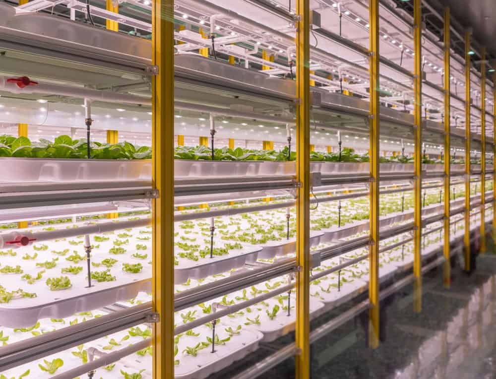 Vegetable growing under LED grow lights