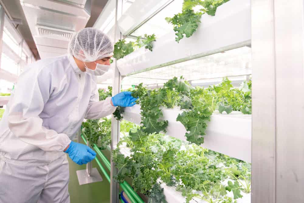 A biotechnologist inspecting vegetables in a hydroponics farm
