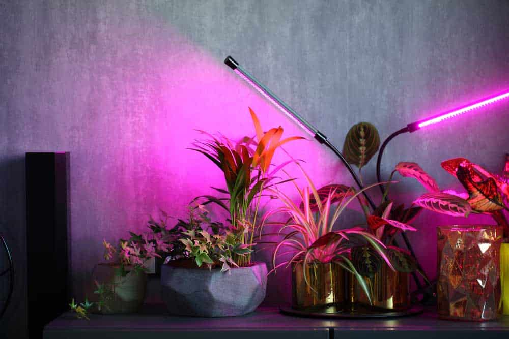 Phytolamps illuminate potted plants