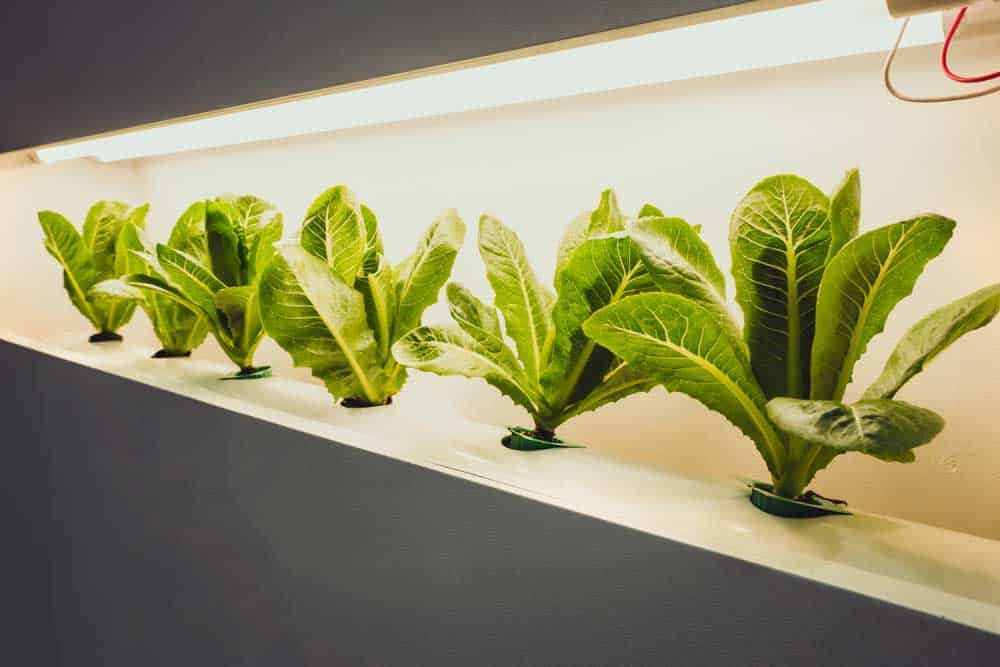 Growing vegetables using LEDs