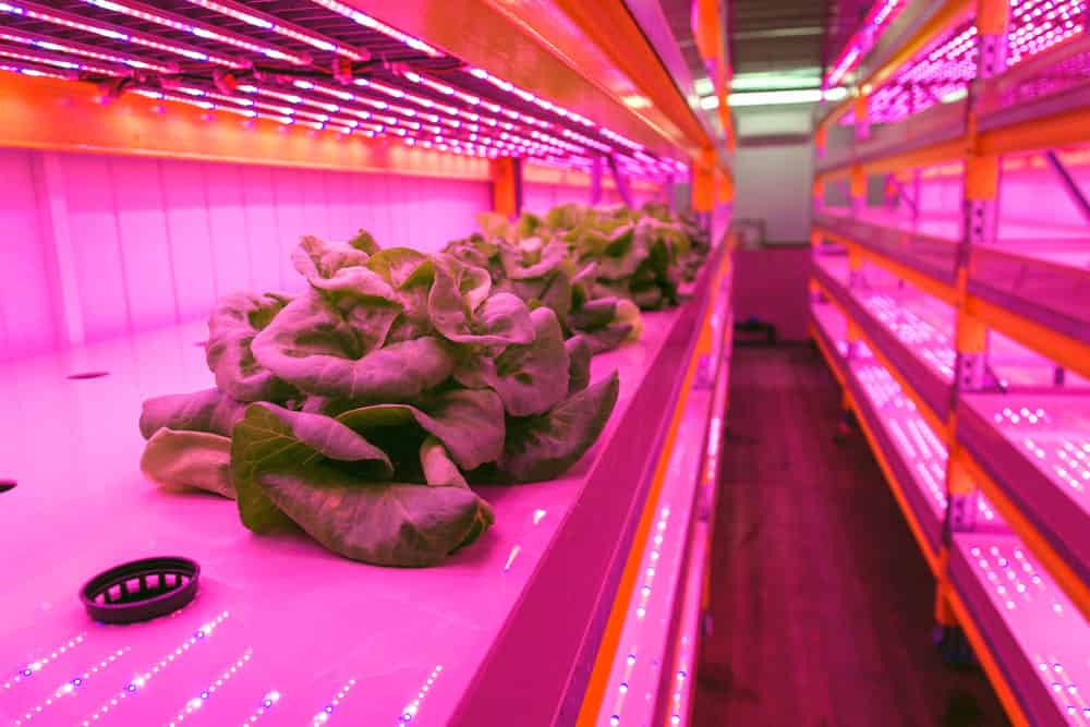 Special LED grow light over lettuce