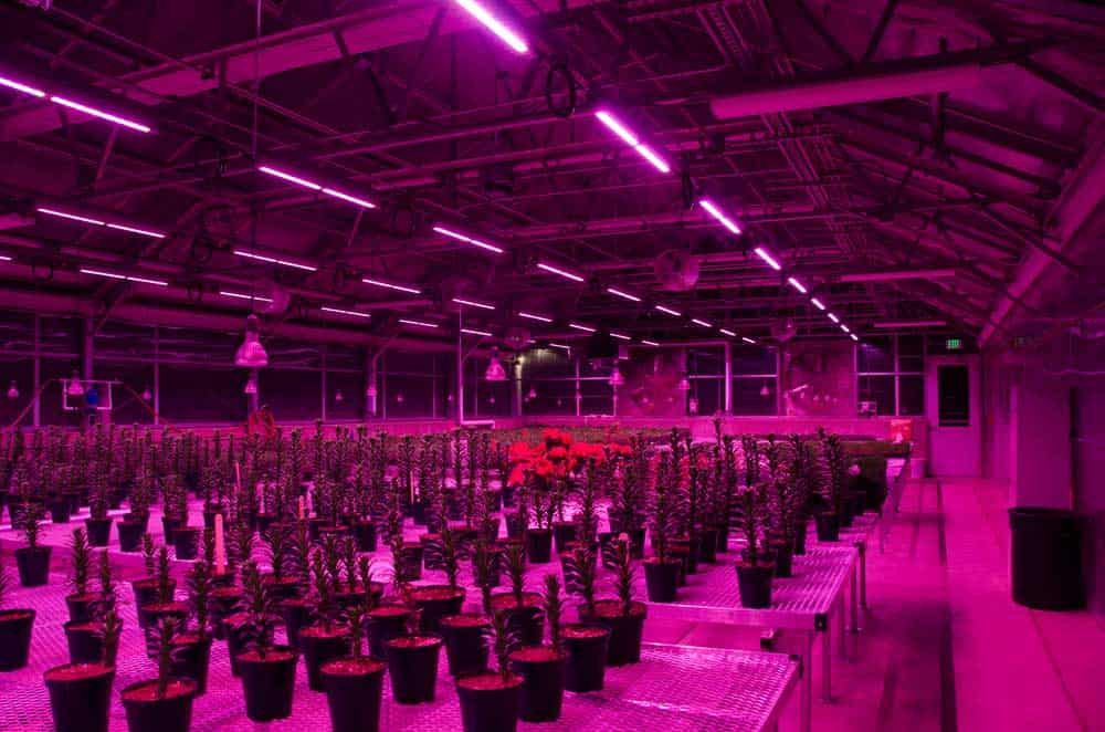 A greenhouse interior with colored LEDs
