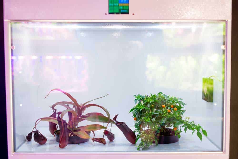 Young plants in an isolated grow light