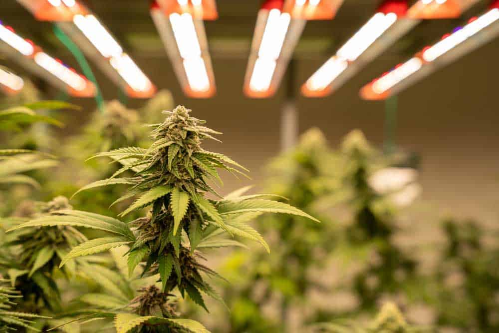 An indoor marijuana farm under LED grow lights