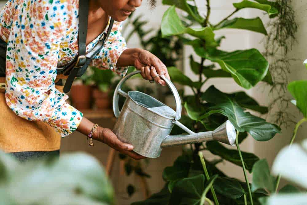 A woman watering indoor plants