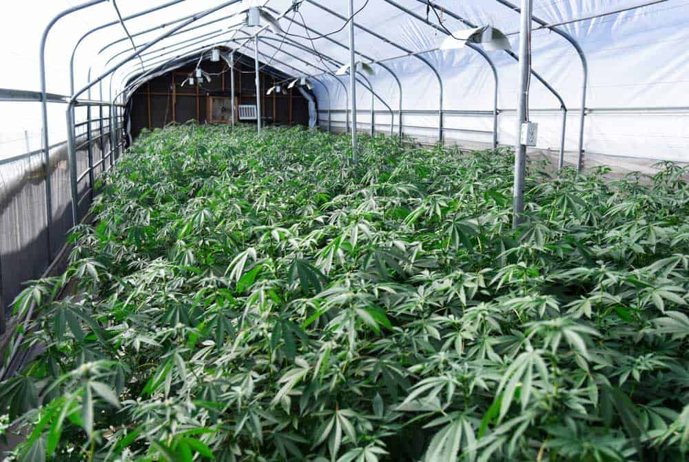 An indoor marijuana farm