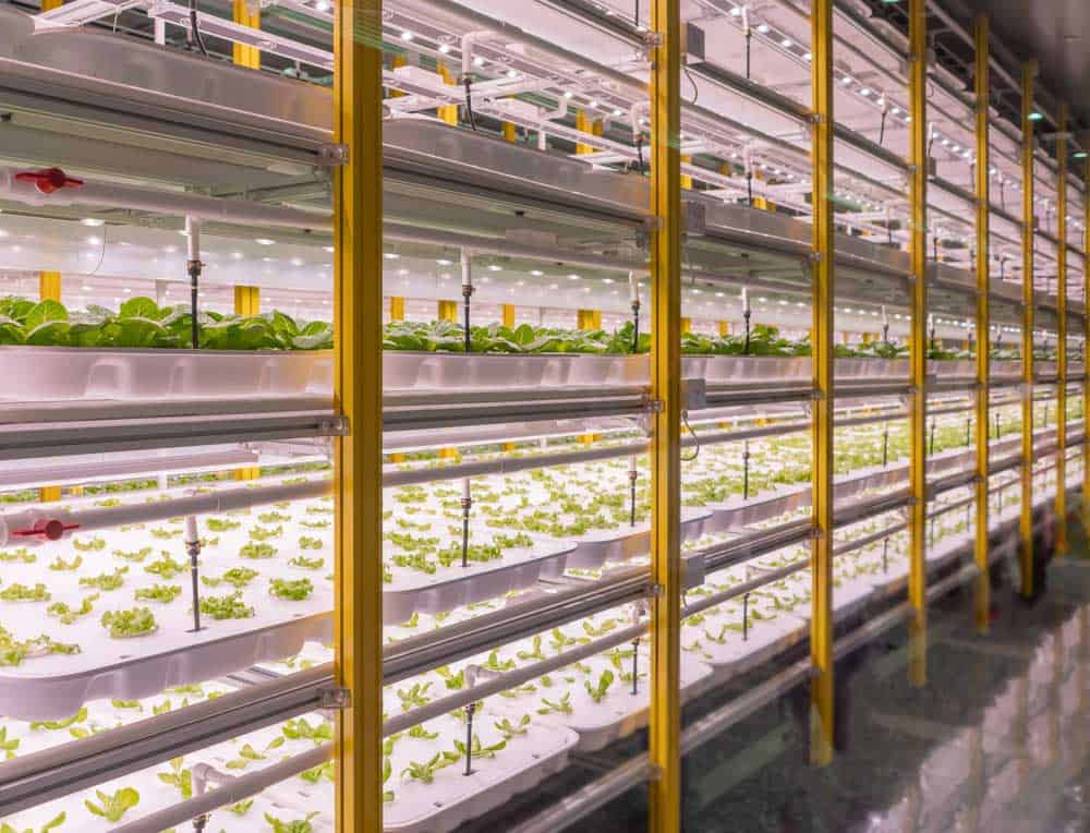 Vegetable under LED grow lights