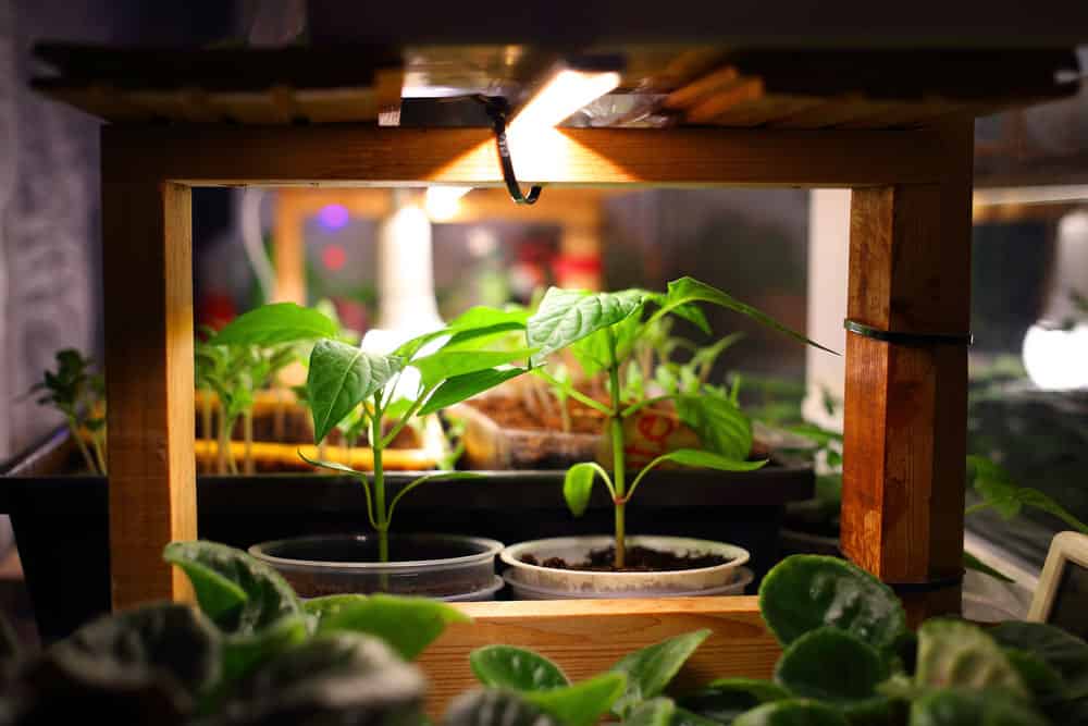 A green seedling growing under LED light