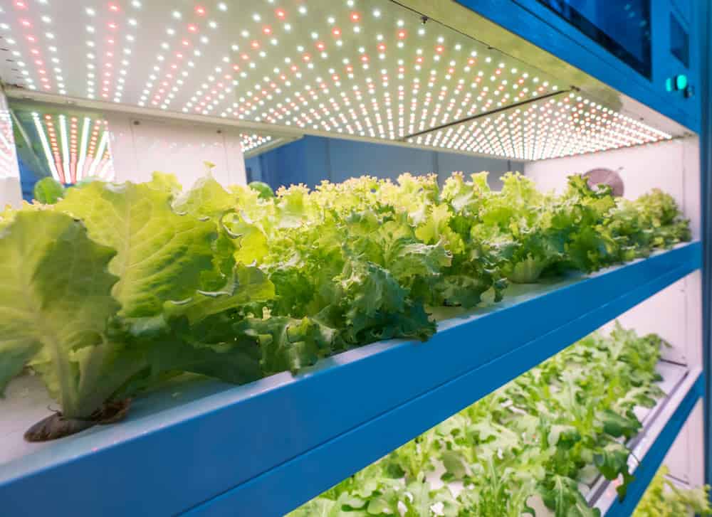 An hydroponic vegetable garden using grow LED light