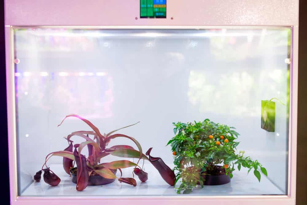 Young plants growing under LED grow lights