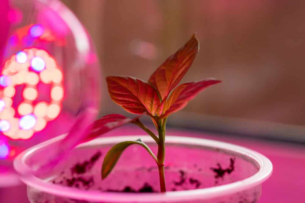 A seedling under LED grow light